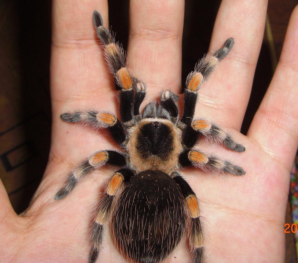 B.smithi