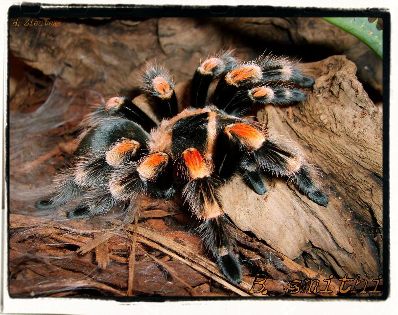 B. smithi