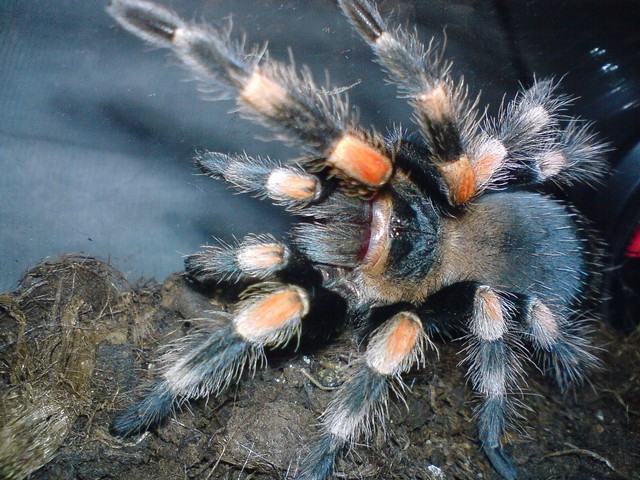 B.smithi