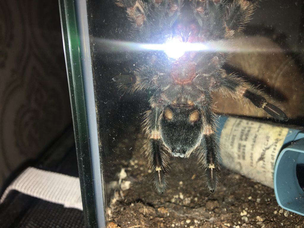 B. Smithi