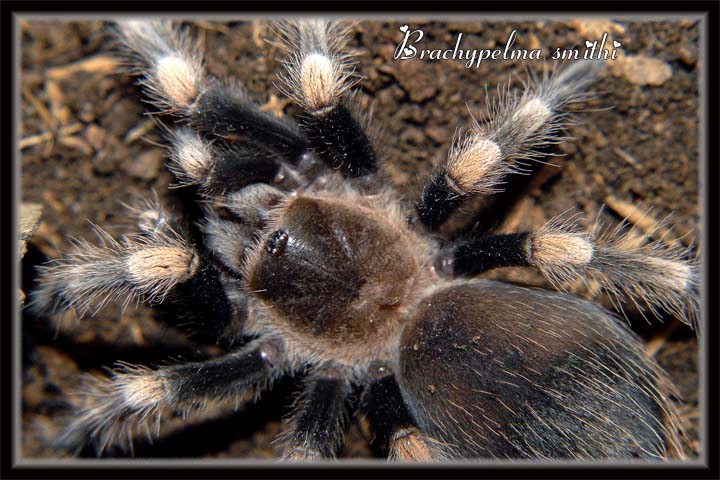 B smithi