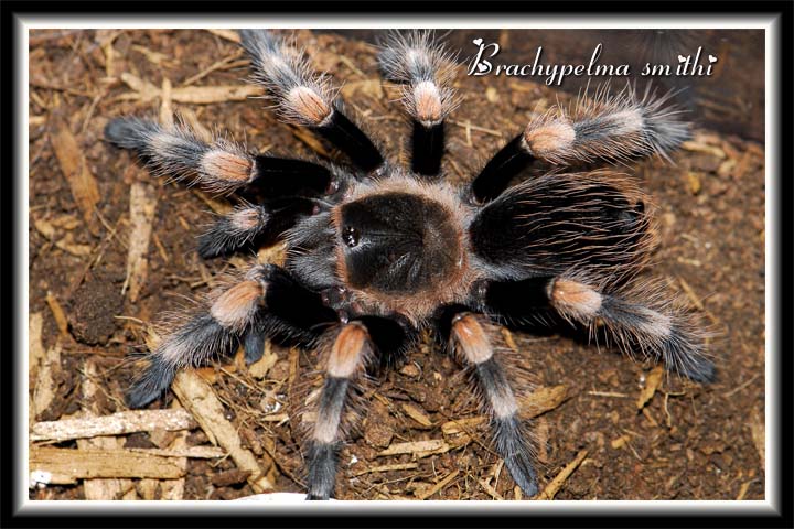 B smithi