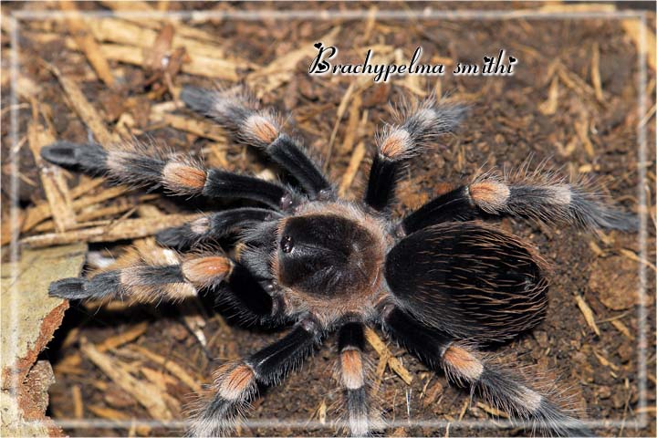 B smithi