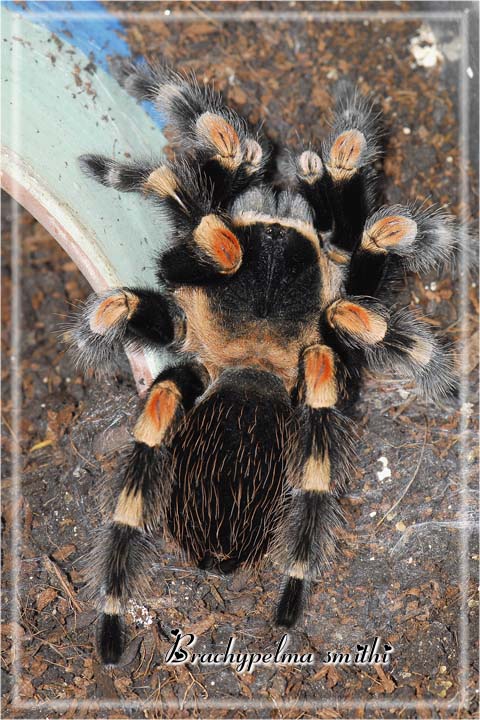 B smithi