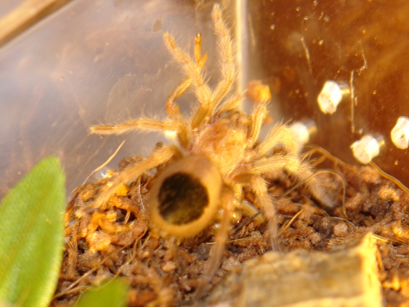 B. Smithi