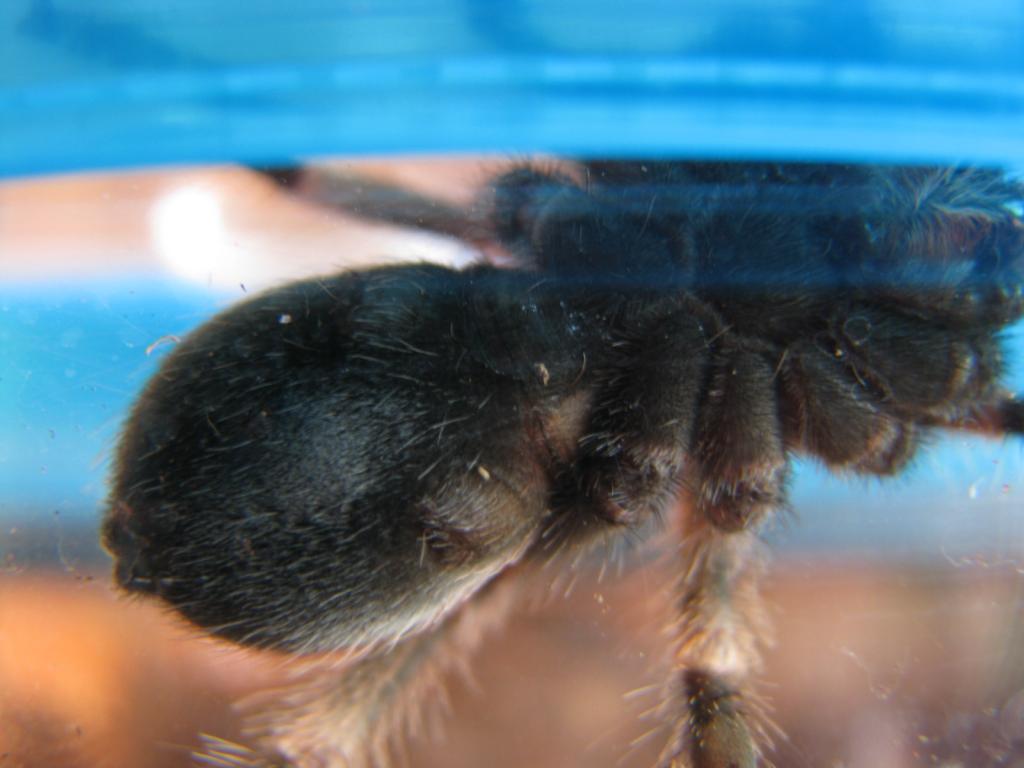 B. Smithi