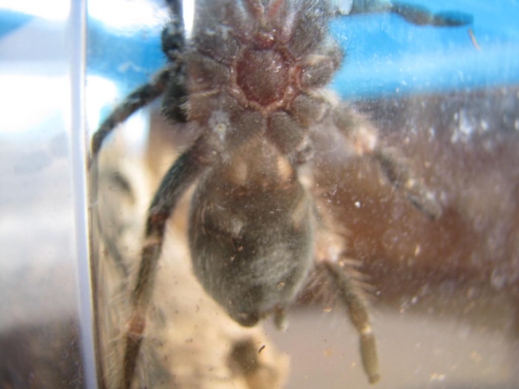 B. Smithi