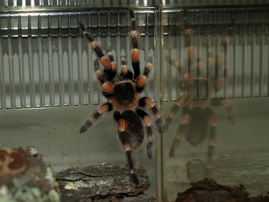 B. smithi