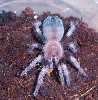 B. smithi