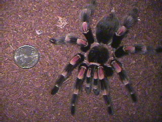 B. Smithi