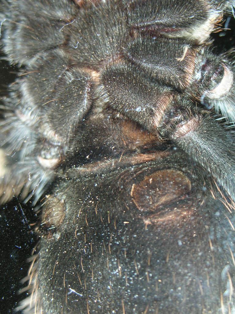 b. smithi