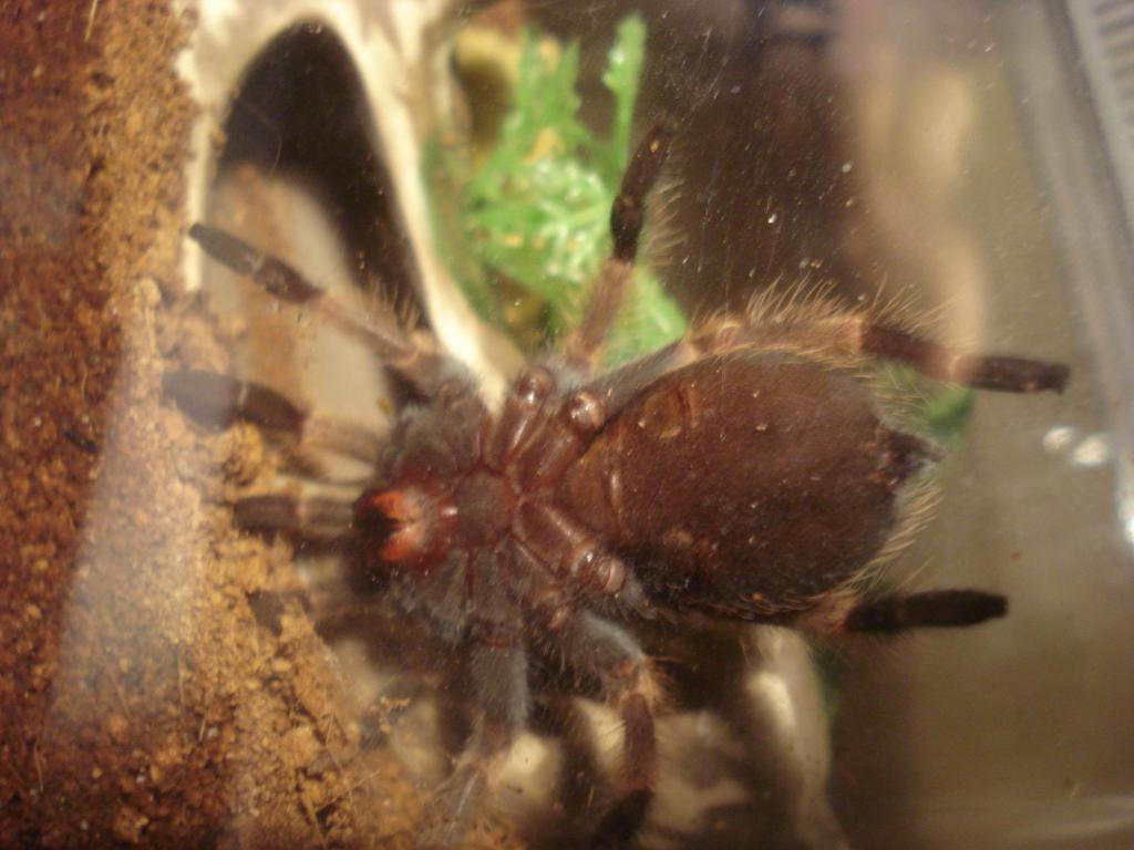 B. Smithi