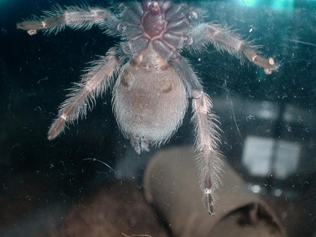 B.Smithi