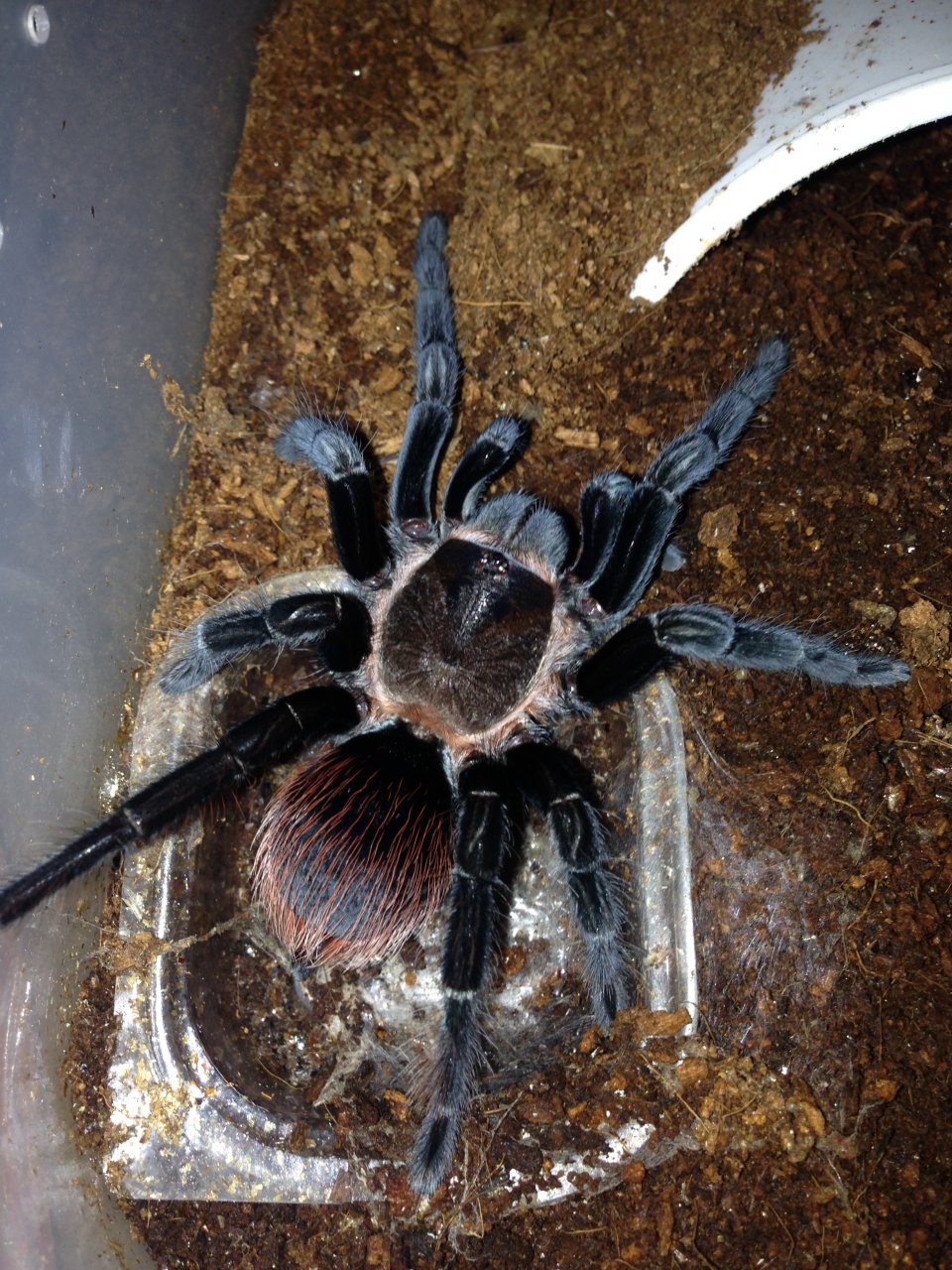 B. vagans 3 days Post-molt