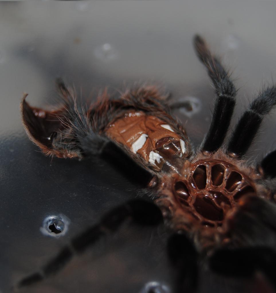 B. Vagans 3 inch