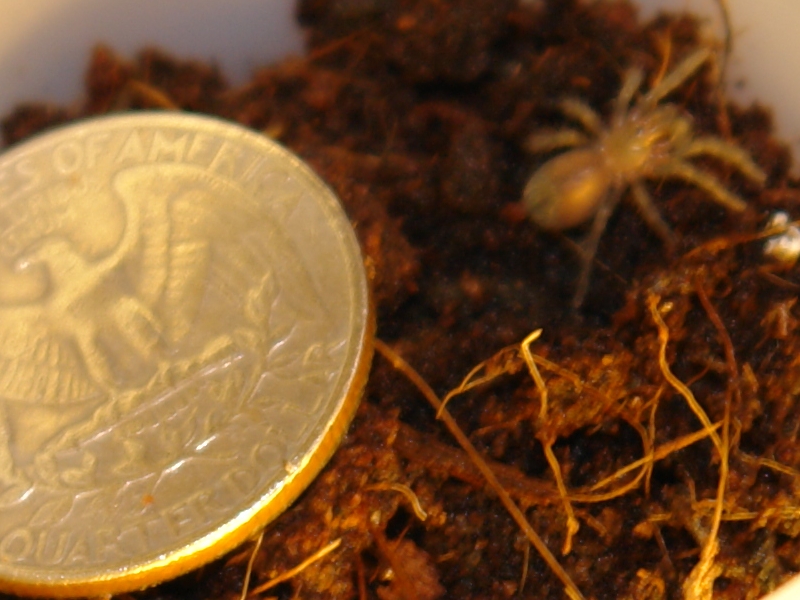 B. Vagans "A"