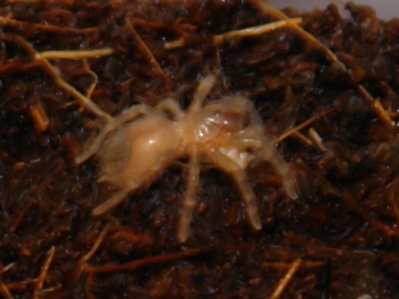 B. Vagans "C"