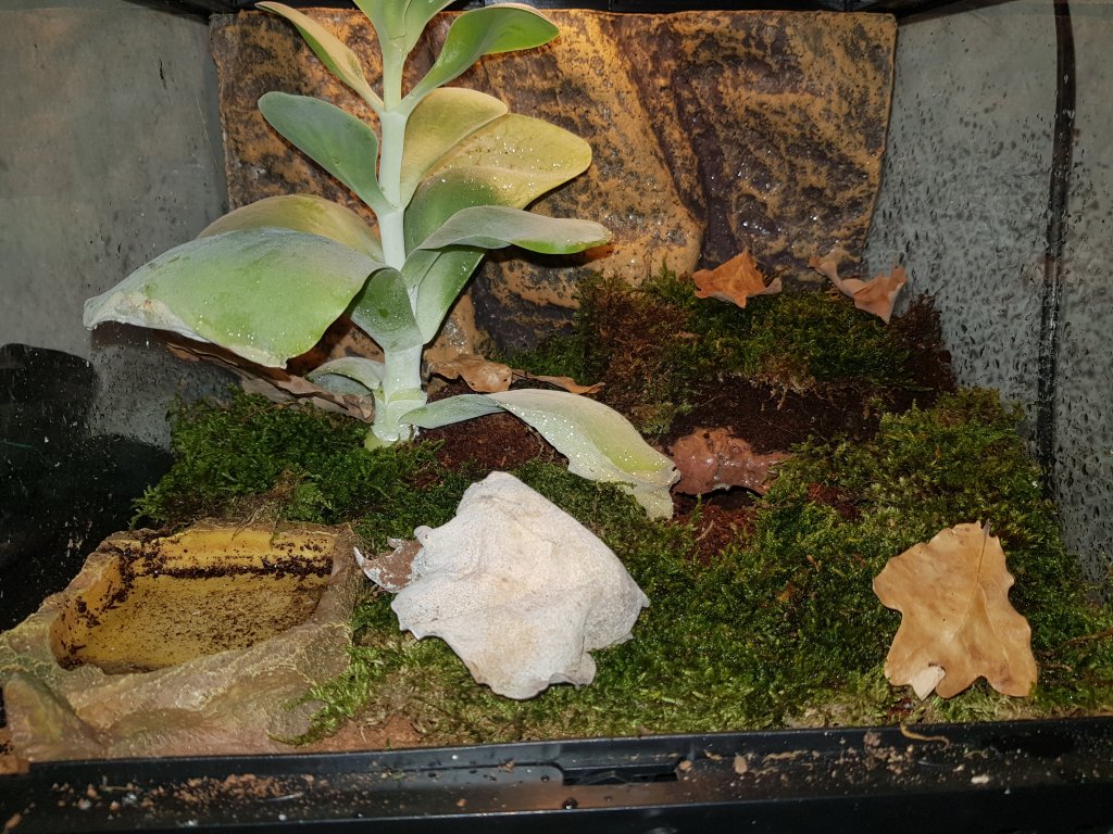 B. vagans enclosure