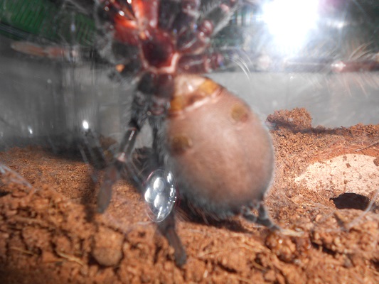 B.Vagans..Female?(I Hope)