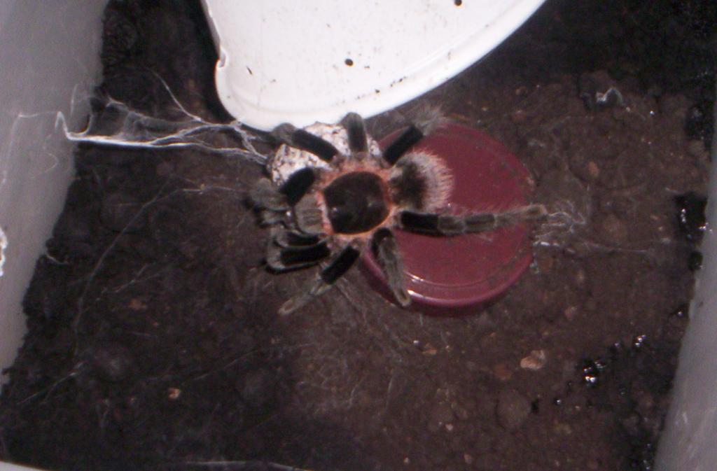 B.vagans Female