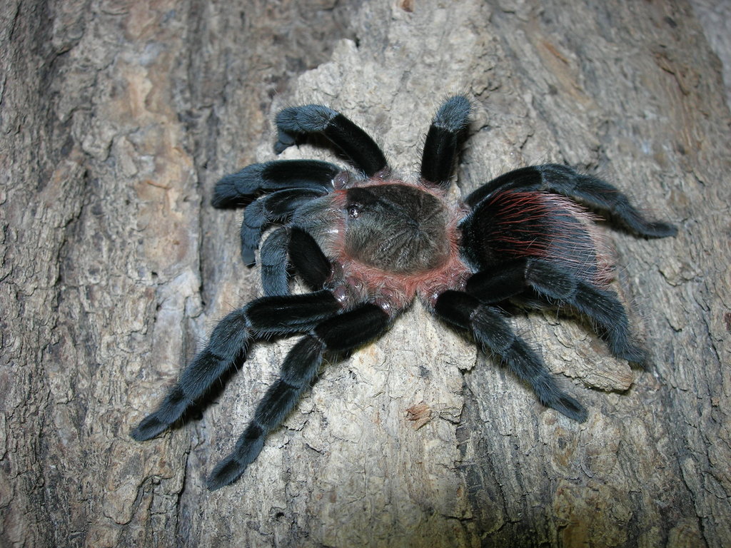 B. vagans (Fresh Molt)