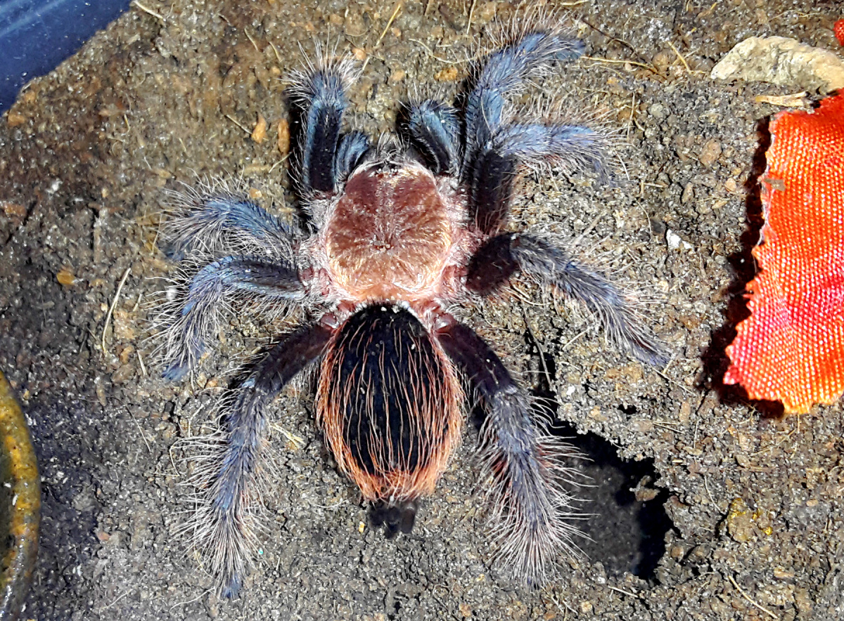 B. vagans freshly moulted
