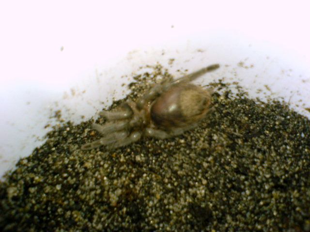 B. vagans juv., unsexed