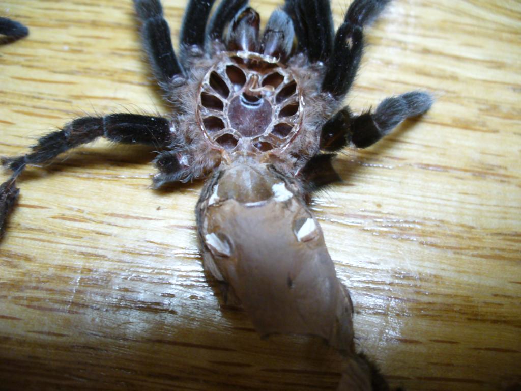 B. vagans no.2