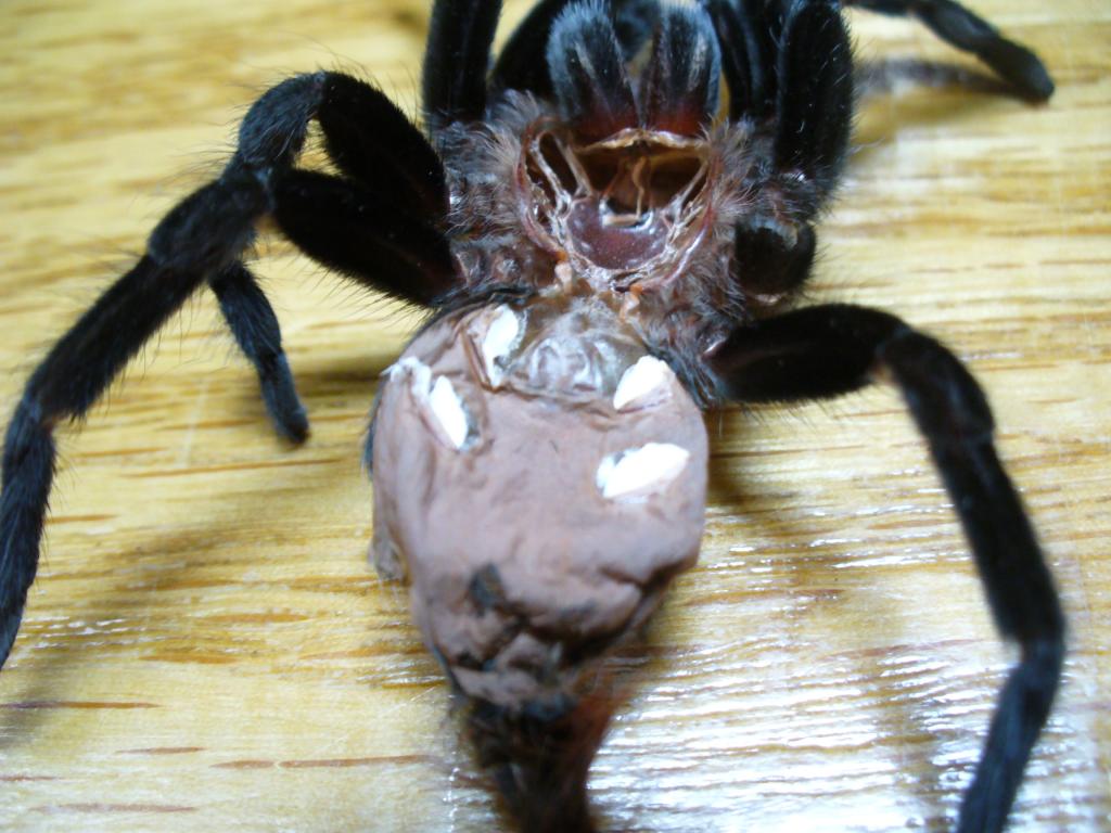 B. vagans no.3