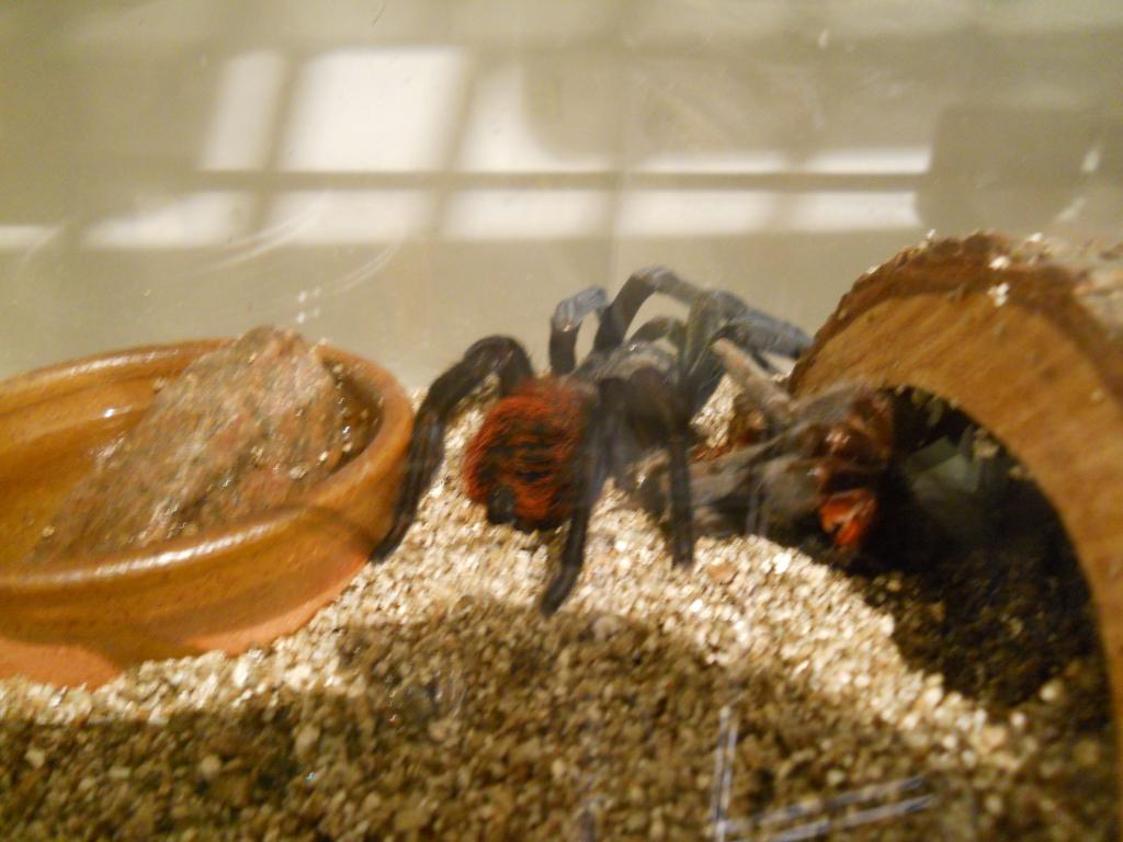 B. Vagans, post molt