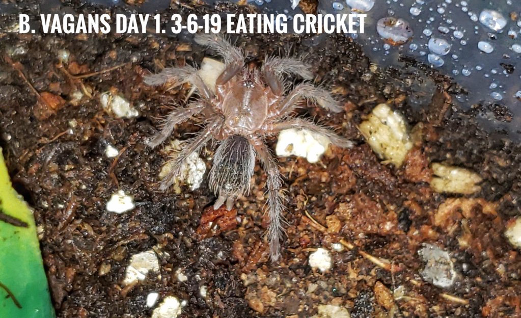 B. Vagans rocking a cricket