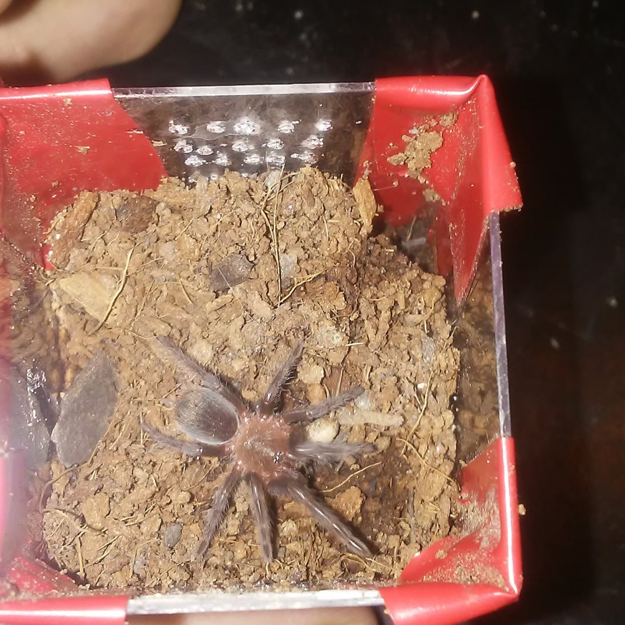 B Vagans sling after molt