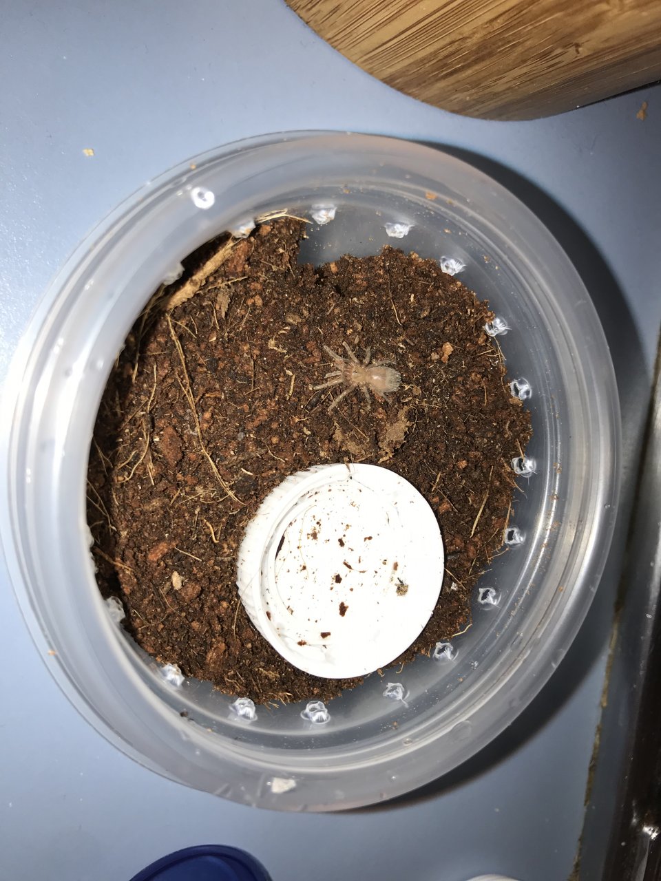 B. vagans sling rehouse