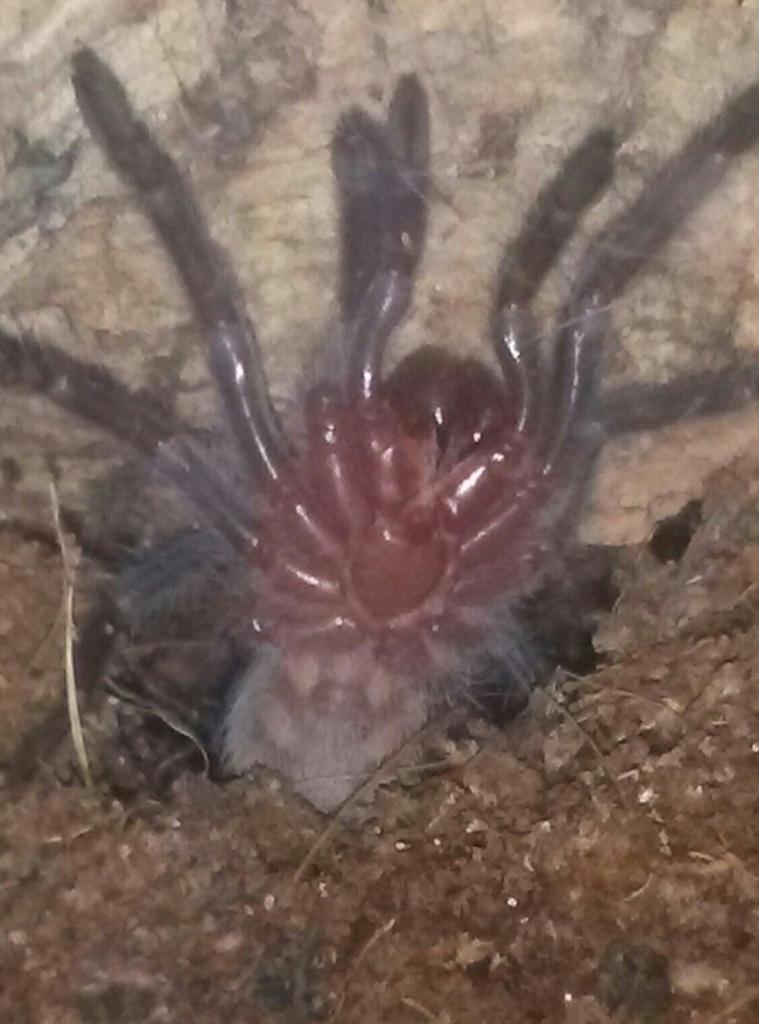 B. Vagans sling