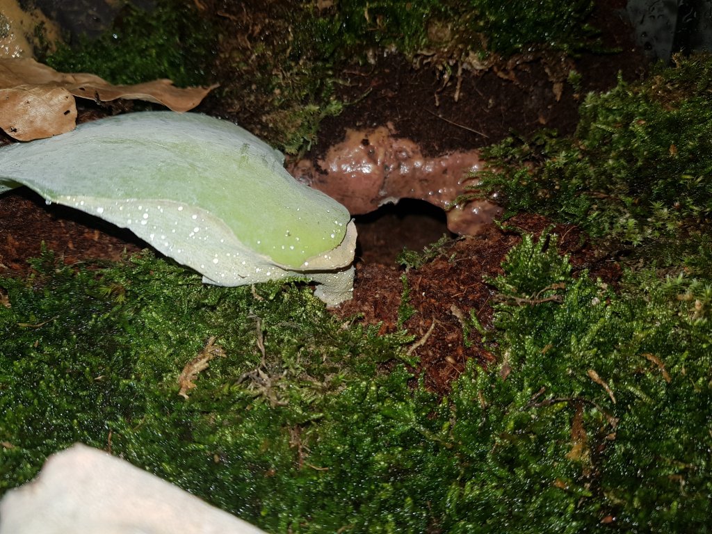 B. vagans tunnel entry