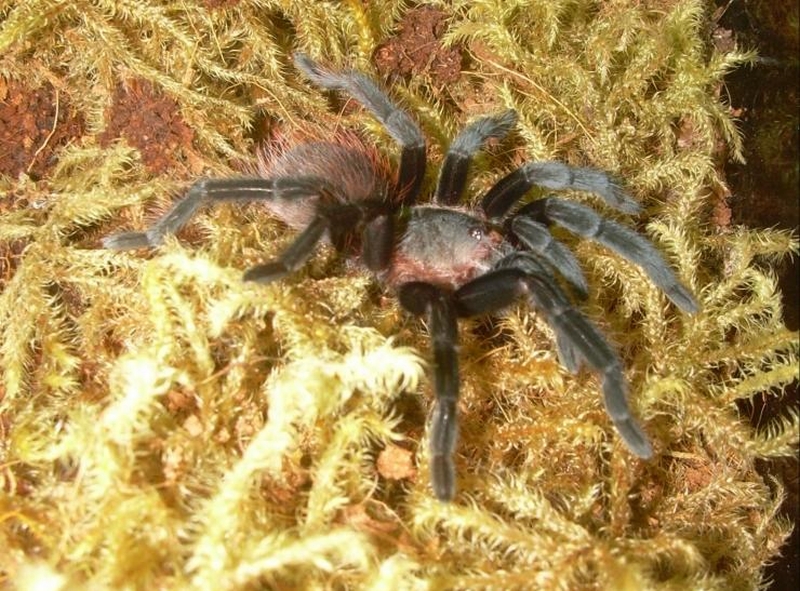 B. vagans