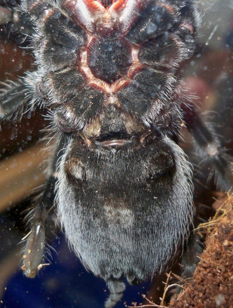 B. Vagans