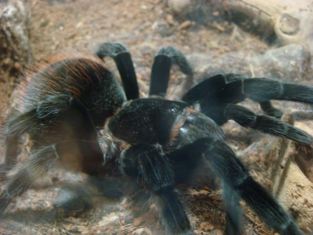 B. vagans