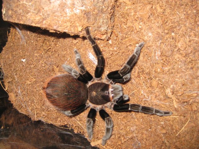 B. vagans