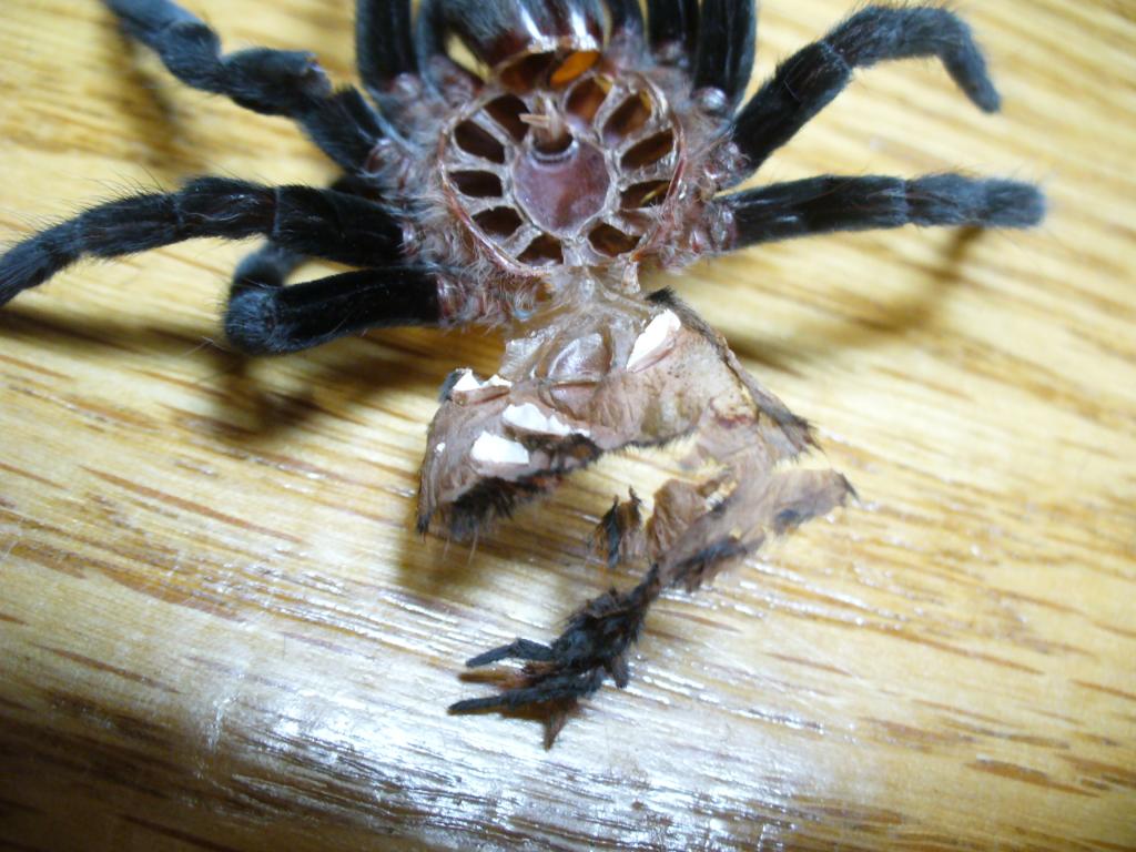 B. vagans