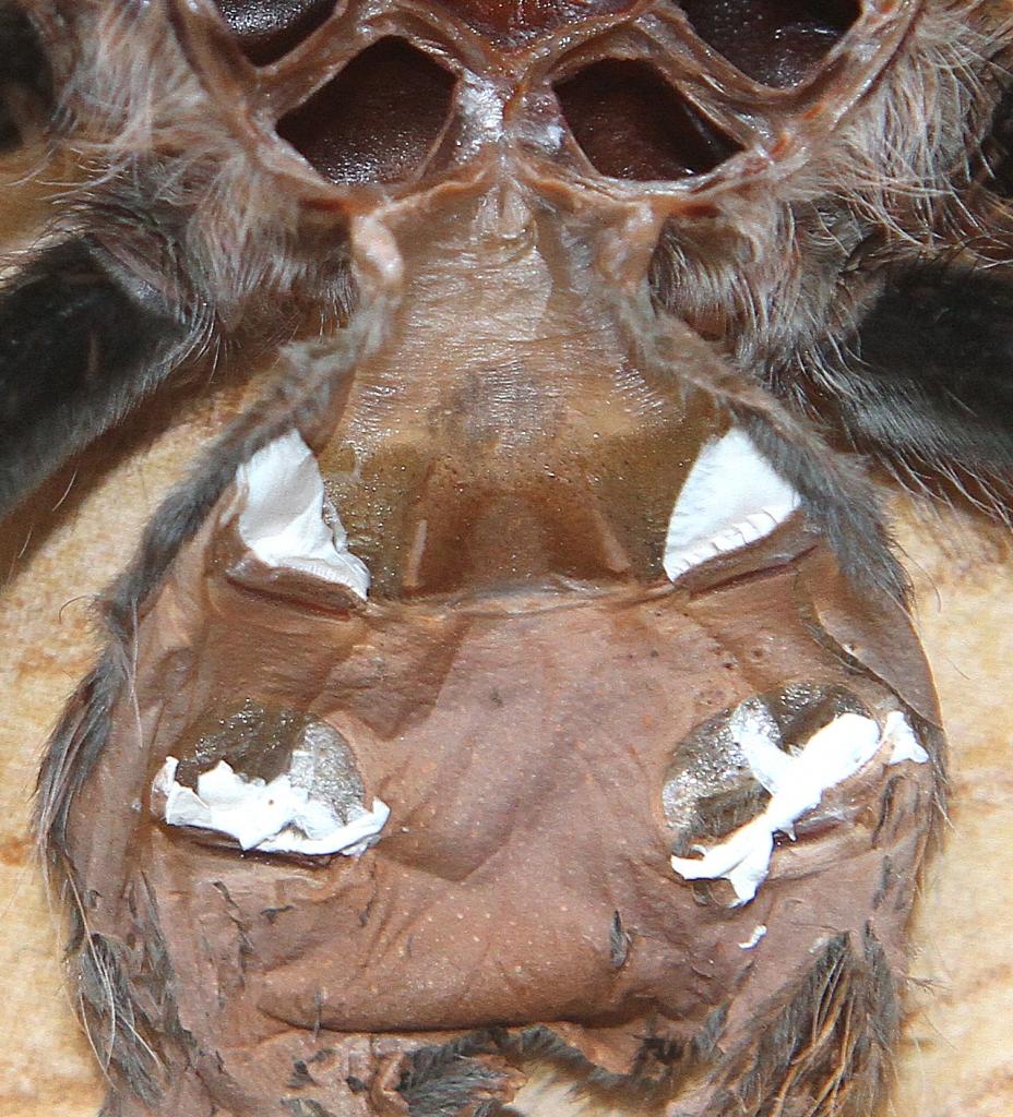 B . Vagans