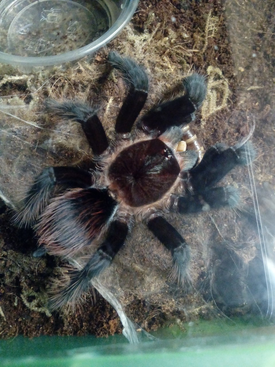 B. vagans