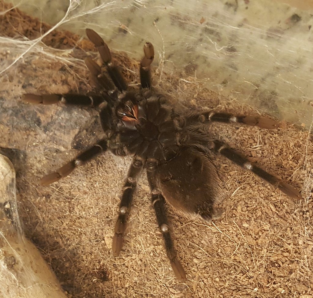 B. Vagans