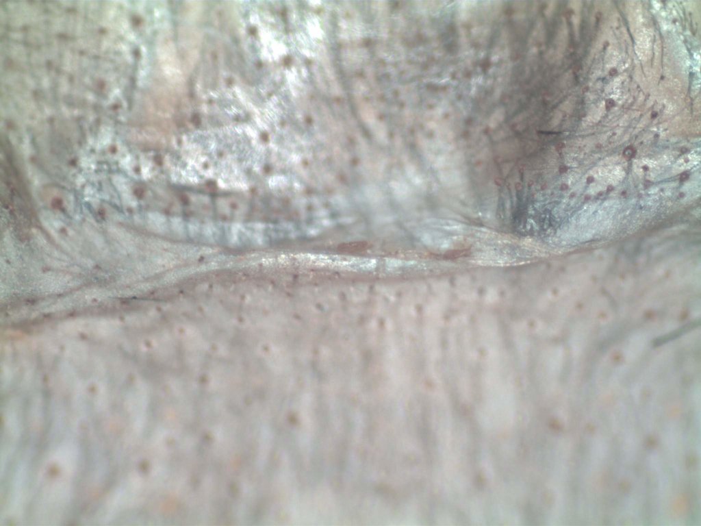 B. Vagans