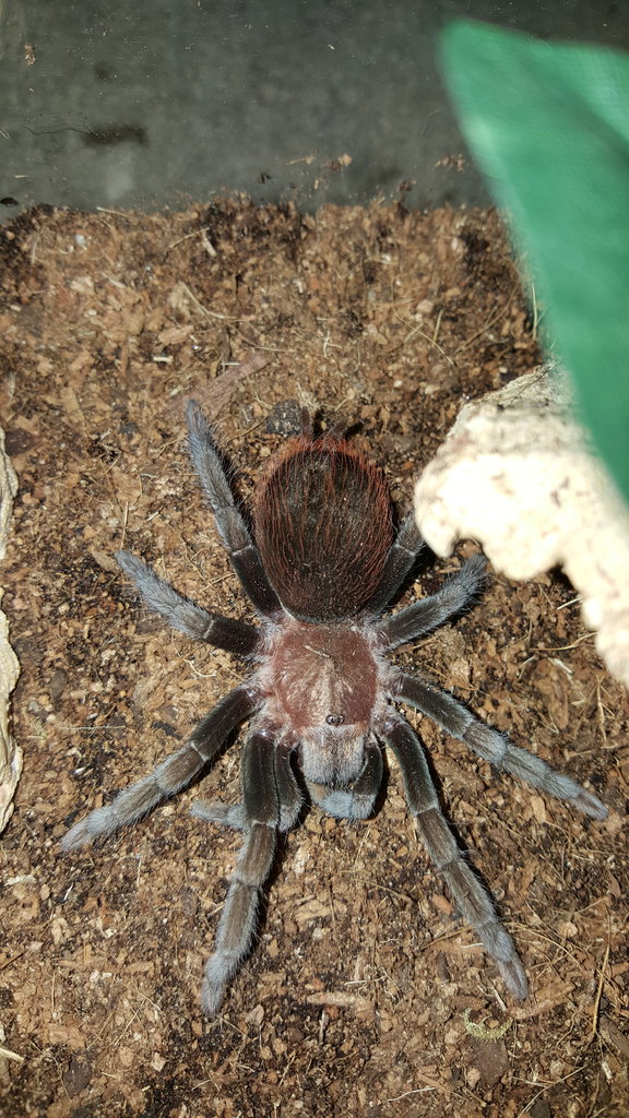 B. vagans