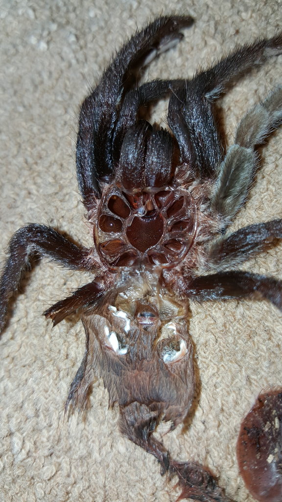 B. vagans