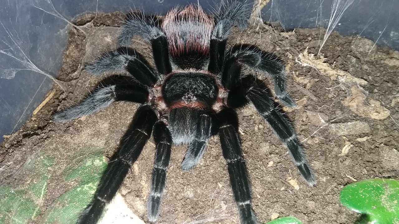 B. vagans