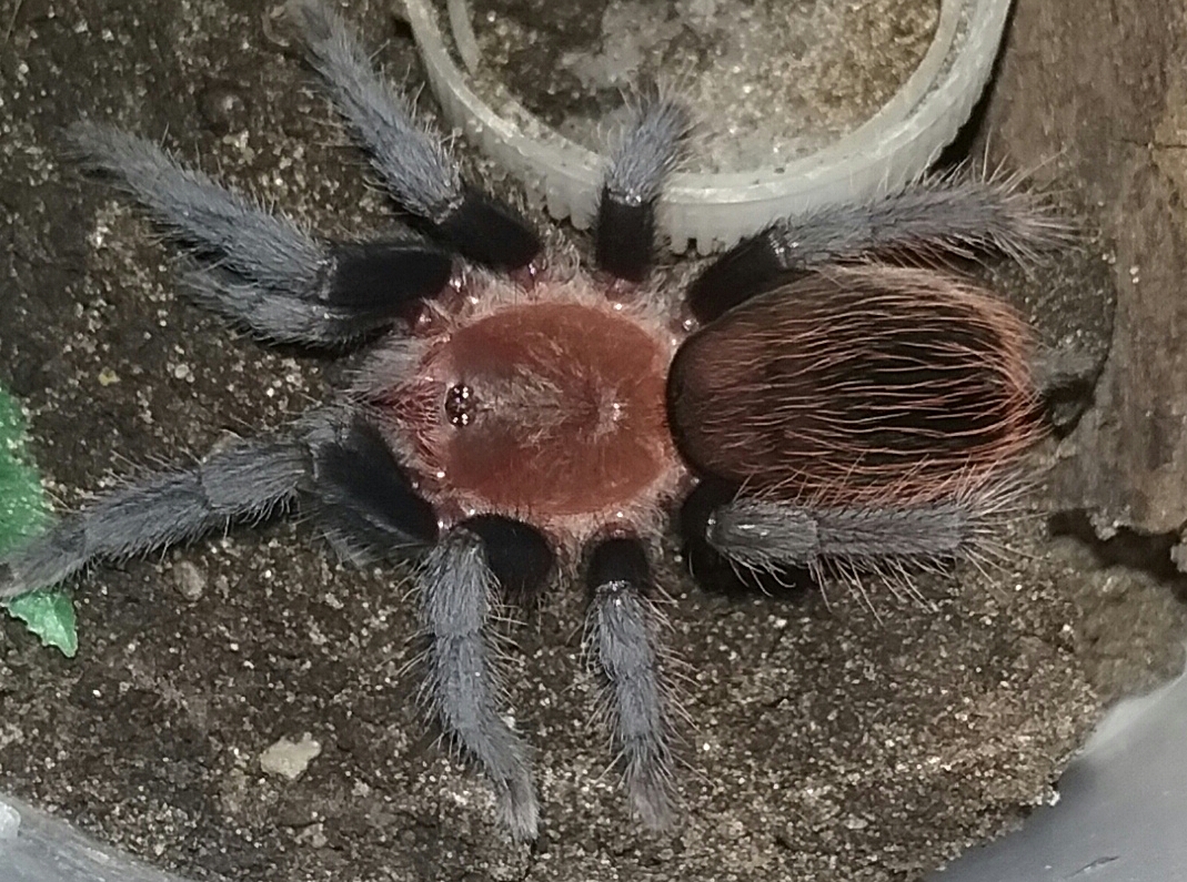 B. vagans