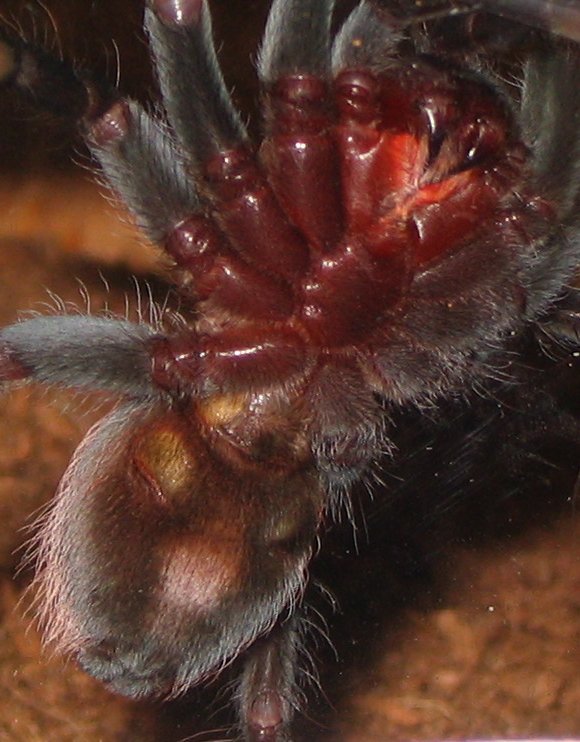 B. vagans