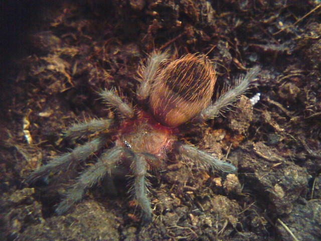 B.vagans